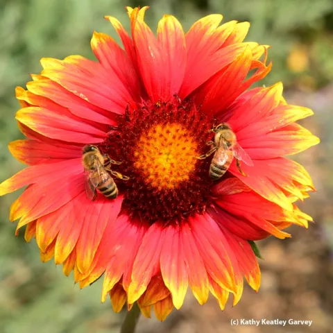 Matched pair: Honey bees on blanket flower (Gaillardia). (Photo by Kathy Keatley Garvey)