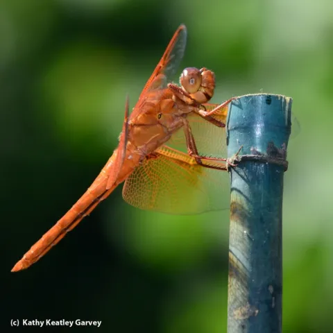 A flame skimmer perches on a bamboo stake. (Photo by Kathy Keatley Garvey)