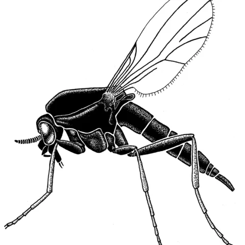 No-see-um, 70 times life size. (Illustration by Lynn Kimsey)