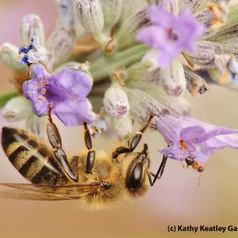 A honey bee encounters a velvety tree ant. (Photo by Kathy Keatley Garvey)