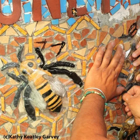 Multiple hands at work on the mosaic ceramic panels. (Photo by Kathy Keatley Garvey)