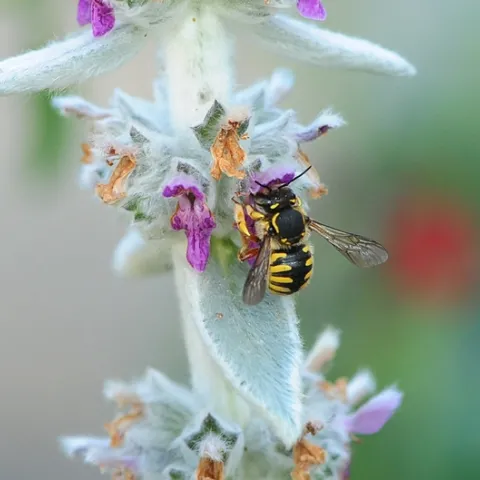 European wool carder bee nectaring on Lamb's Ear. (Photo by Kathy Keatley Garvey)