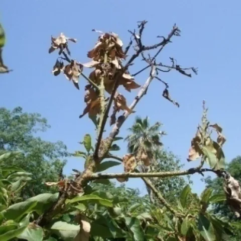 Dothiorella branch dieback