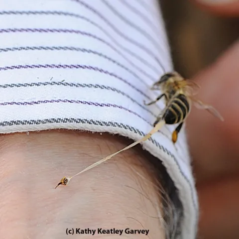This photo, appearing in the field guide, is of Extension apiculturist Eric Mussen being stung by a honey bee. (Photo by Kathy Keatley Garvey)