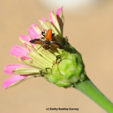The feather-legged fly is a parasitoid that lays its eggs inside stink bugs and other agricultural pests. (Photo by Kathy Keatley Garvey)