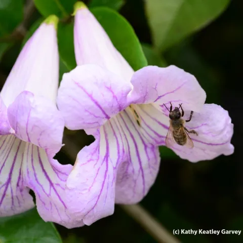 A honey bee on a violet trumpet blossom. (Photo by Kathy Keatley Garvey)