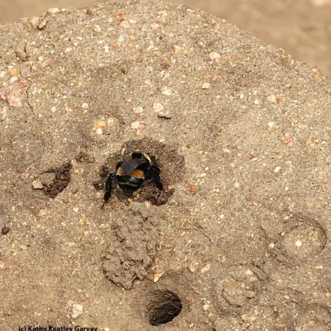 A female digger bee finishes her nest. (Photo by Kathy Keatley Garvey)