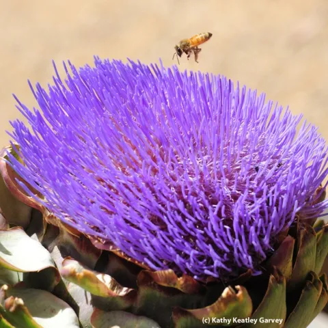 Honey bee heads toward a flowering artichoke. (Photo by Kathy Keatley Garvey)