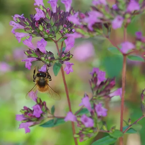 Oregano is a favorite of honey bees. (Photo by Kathy Keatley Garvey)