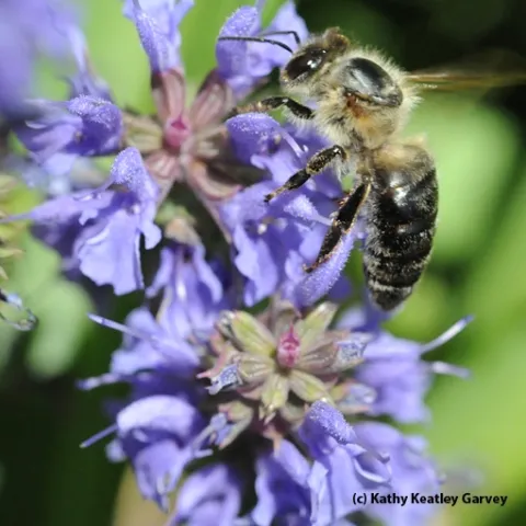 An aged Caucasian bee. (Photo by Kathy Keatley Garvey)