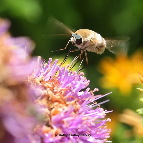 Bee fly, a bombyliid, hovers like a helicopter. Note the long tongue. (Photo by Kathy Keatley Garvey)