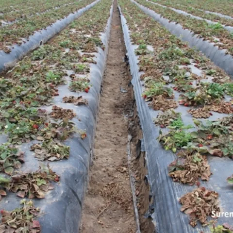 Infected field-Pallidosis-related decline