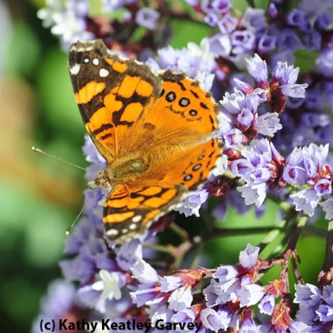 A West Coast Lady at the Berkeley Marina. (Photo by Kathy Keatley Garvey)