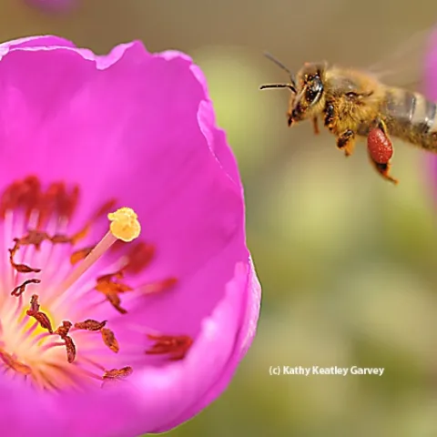 Honey bee packing red pollen from a rock purslane. (Photo by Kathy Keatley Garvey)