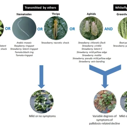 Pallidosis disease caused by viruses transmitted by whiteflies and other sources
