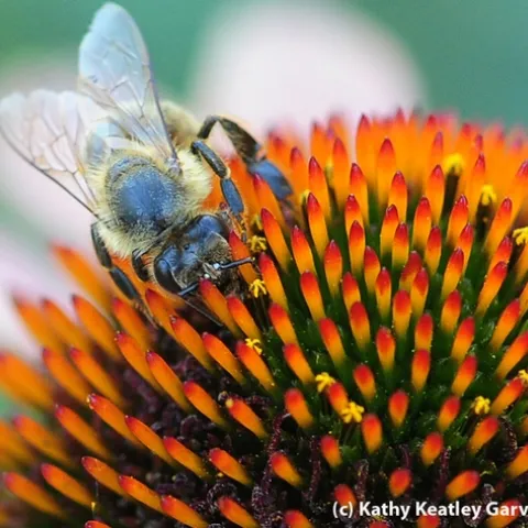 A blue honey bee on a coneflower. (Photo by Kathy Keatley Garvey)