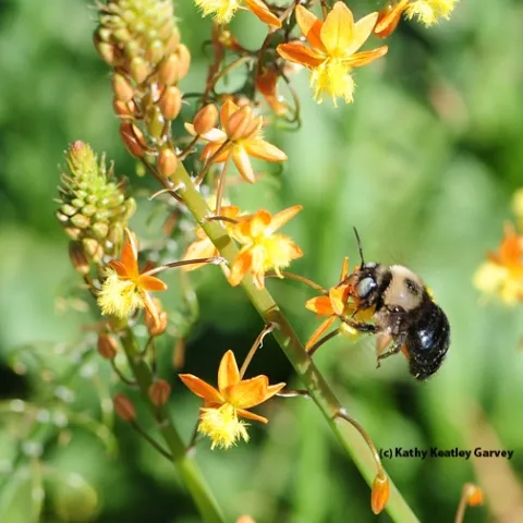 A male mountain carpenter bee, Xylocopa tabaniformis orpifex, nectaring on bulbine. (Photo by Kathy Keatley Garvey)