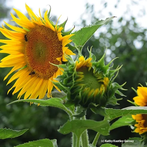 Sunflowers grow as high as an elephant's eye at the California State Fair. (Photo by Kathy Keatley Garvey
