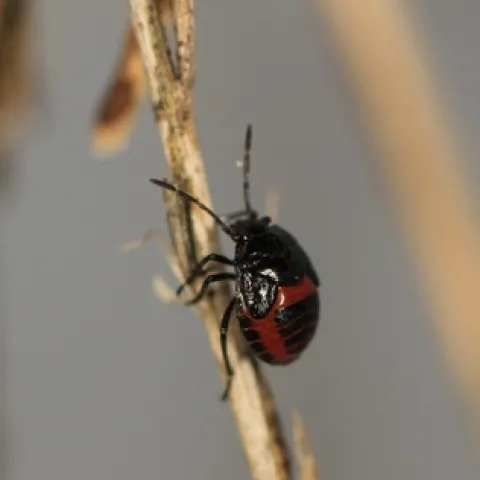 Bagrada bug nymph on mustard