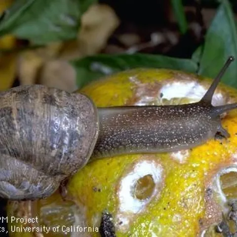Brown garden snail