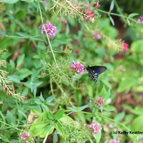 Jupiter's Beard and a single pipevine swallowtail. (Photo by Kathy Keatley Garvey)