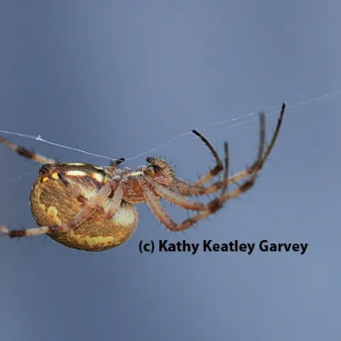 A western spotted orb weaver, Neoscona oaxacensis, finishing its web. (Photo by Kathy Keatley Garvey)