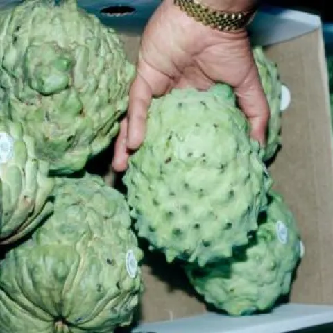 cherimoya