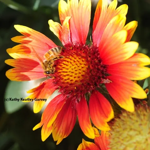 A honey bee foraging on a blanket flower, Gaillardia. (Photo by Kathy Keatley Garvey)