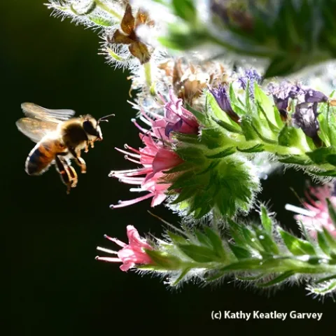 Backlit honey bee heading toward tower of jewels in the early morning. (Photo by Kathy Keatley Garvey)
