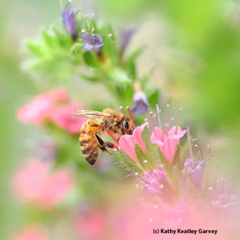 Honey bee on a tower of jewels, Echium wildpretii. (Photo by Kathy Keatley Garvey)