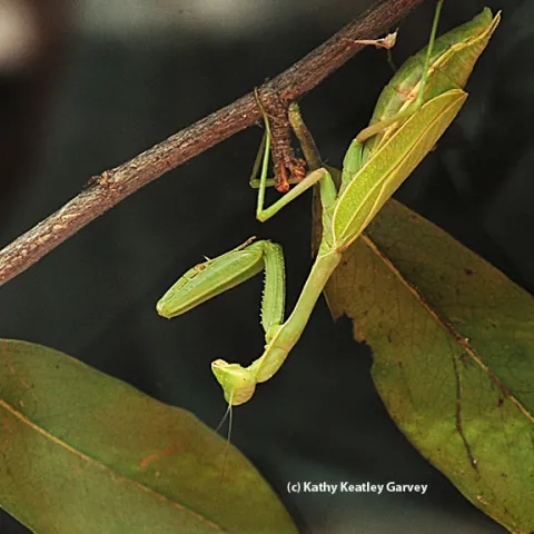 Night time for the praying mantis. (Photo by Kathy Keatley Garvey