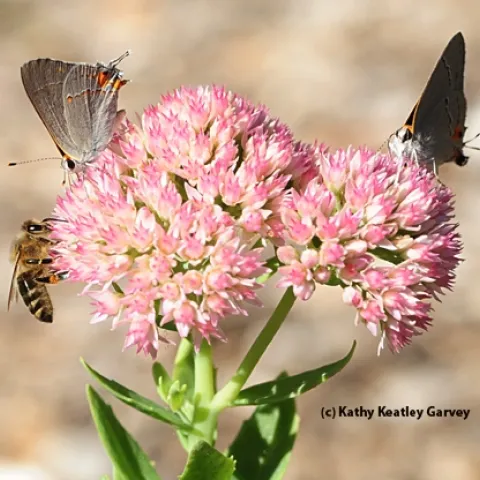 Two gray hairstreaks and a honey bee sharing a sedum. (Photo by Kathy Keatley Garvey)
