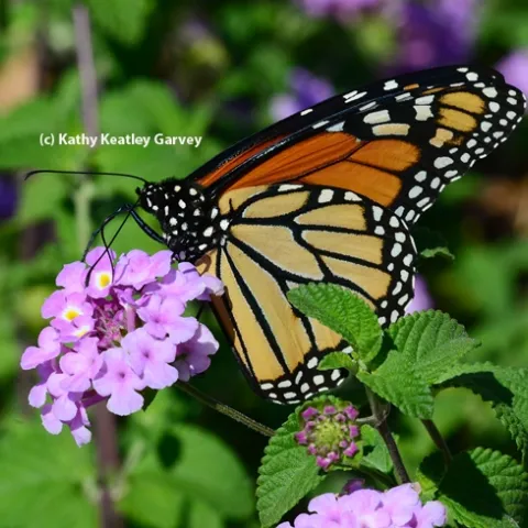 A Monarch butterfly nectaring on lantana. (Photo by Kathy Keatley Garvey)