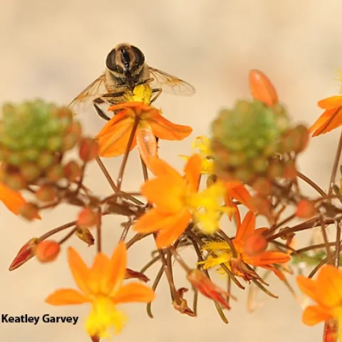 Drone fly nectaring on bulbine. (Photo by Kathy Keatley Garvey
