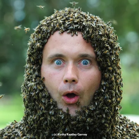 Jakub Gabka, a bee scientist from Poland, held this expression for a minute during the bee beard event at UC Davis. This photo appears on the cover of the current American Bee Journal. (Photo by Kathy Keatley Garvey)