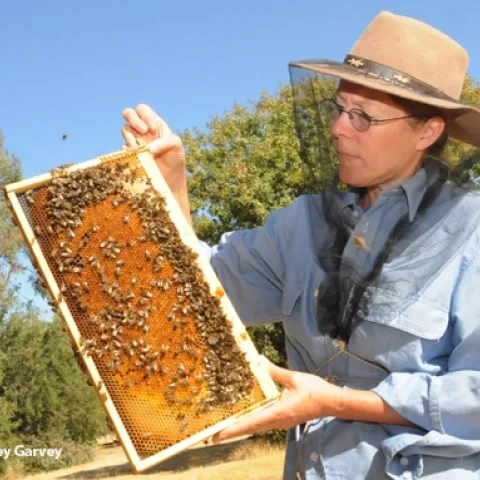 Bee breeder-geneticist Susan Cobey at the Harry H. Laidlaw Jr. Honey Bee Research Facility, UC Davis. (Photo by Kathy Keatley Garvey)