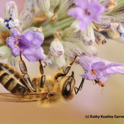A bee and an ant; they're more closely related than they are to most wasps. (Photo by Kathy Keatley Garvey)
