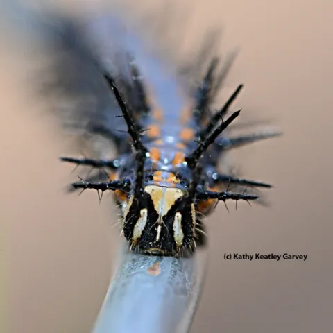Melanic phase of a Gulf Fritillary caterpillar, rare in California. (Photo by Kathy Keatley Garvey