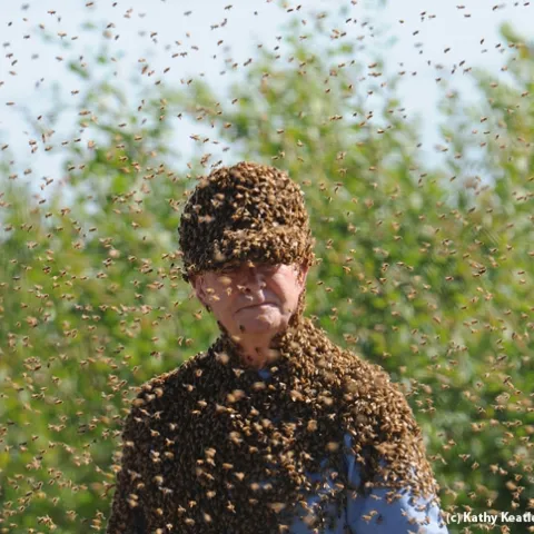 Bee wrangler Norm Gary surrounded by bees. (Photo by Kathy Keatley Garvey)