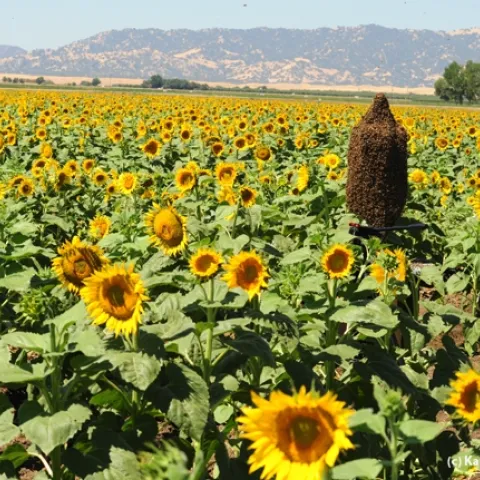 Norm Gary's bee cluster in the middle of a sunflower field in Winters. (Photo by Kathy Keatley Garvey)