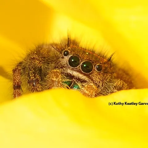 Jumping spider peering between the petals of a yellow rose. (Photo by Kathy Keatley Garvey)