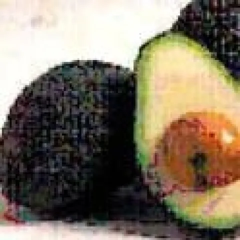 avocado fruits