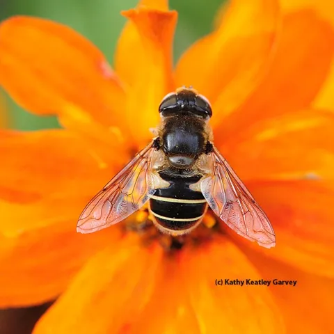 Hover fly, Eristalis hirta, on zinnia. (Photo by Kathy Keatley Garvey)