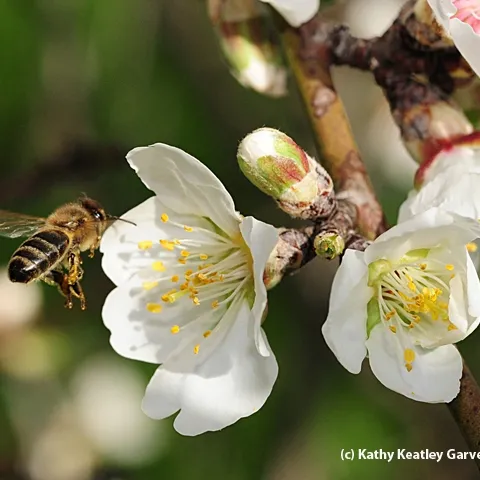 A honey bee heading toward almond blossoms. (Photo by Kathy Keatley Garvey)