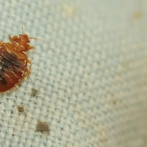 This bed bug was a popular attraction at a Briggs Hall display during the 2012 UC Davis Picnic Day. (Photo by Kathy Keatley Garvey)