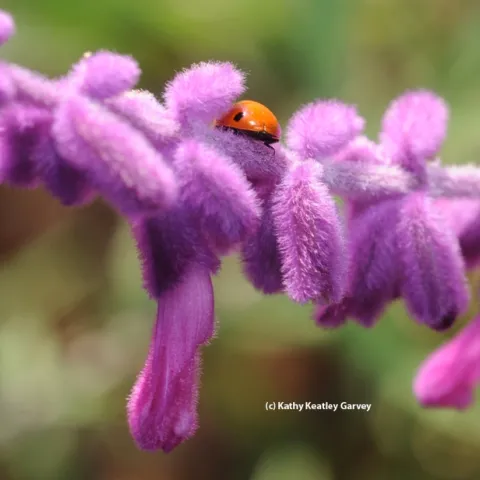 A ladybug (lady beetle) graces salvia. (Photo by Kathy Keatley Garvey)
