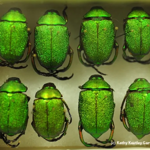 These jewel beetles will be displayed at the Bohart Museum's open house. (Photo by Kathy Keatley Garvey)