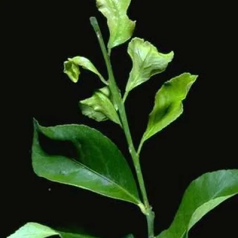 broad mite leaf damage