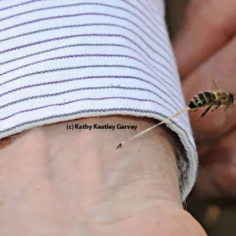 This image, "The Sting," drew $900 at the California State Beekeepers' Association auction. (Photo by Kathy Keatley Garvey)
