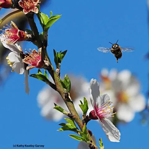 The freezing temperatures make us yearn for almond pollination season. This photo was taken Feb. 10, 2013 in the Matthew Turner Shipyard Park, Benicia. (Photo by Kathy Keatley Garvey)